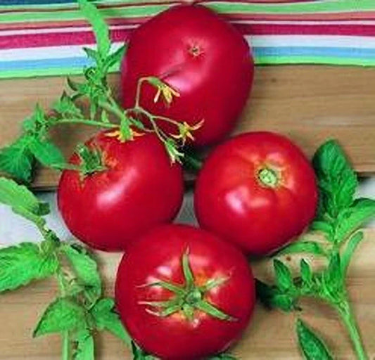 Ace 55 Tomato Seeds - 120+ Heirloom, Non-GMO Seeds - Solanum lycopersicum