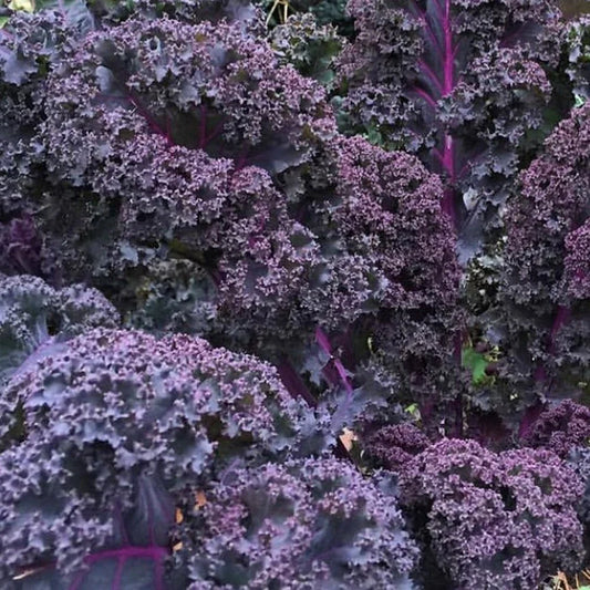 Scarlet Kale 250 Seeds - NON-GMO, Dark Purple, Ornamental & Edible, Brassica oleracea