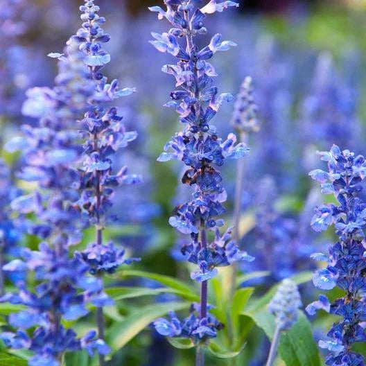Hyssop Seeds - 1500 Count - Non-GMO Hyssopus officinalis - Herbal Garden Seed