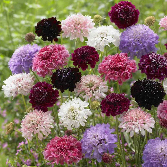 Scabiosa Pincushion Flower Seeds - Imperial Mix Tall Double - Dried Everlasting - 200 Seeds