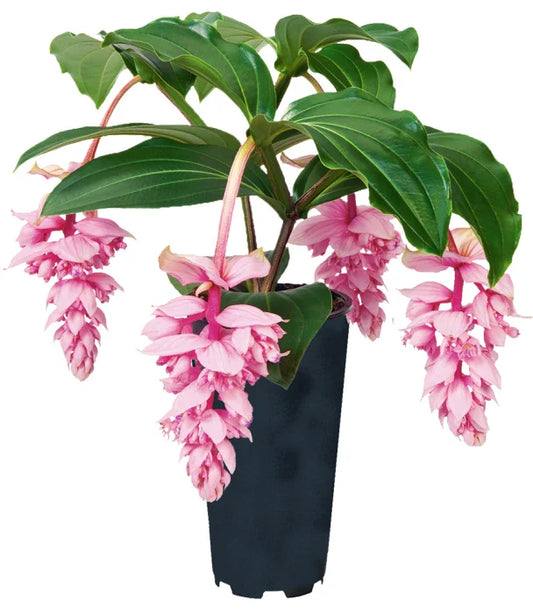 Rare Medinilla Magnifica Starter Plant - Live Well Rooted Royal ZENZ Variety - Unique Tropical Houseplant