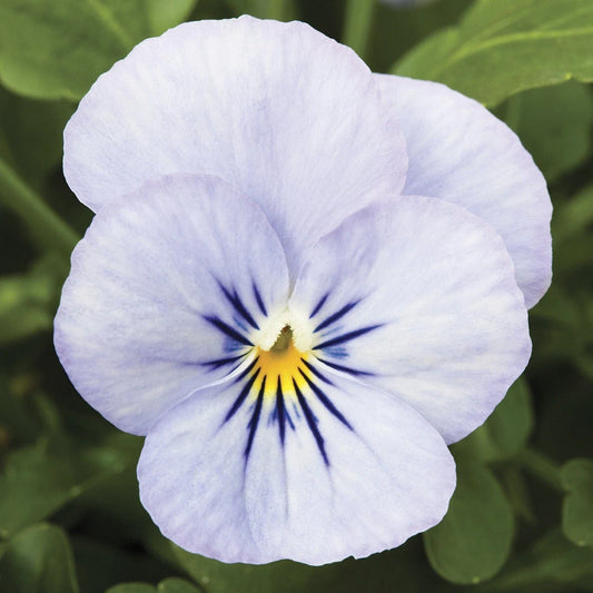 Viola Seeds 50 Count Endurio Sky Blue Martien - Viola cornuta