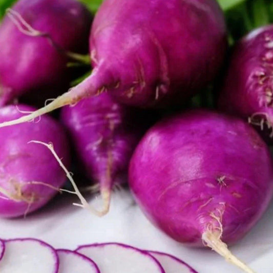 Mixed Radish Seeds - 200+ Seeds - Womack Farm Gourmet Radish Blend - Raphanus sativus
