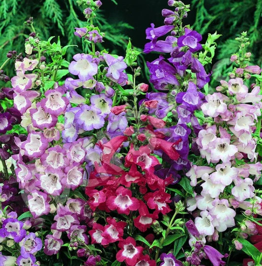 Penstemon Seeds - SENSATION MIX Perennial Beardtongue Red for Hummingbirds, 500+ Seeds, Ideal for Gardens