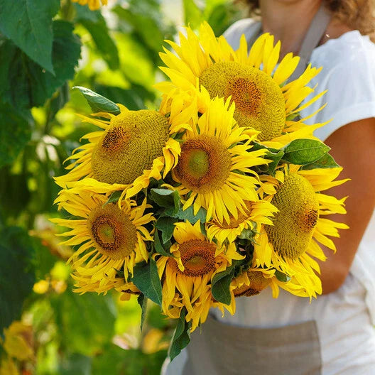 Dwarf Yellow Pygmy Sunflower Seeds, Non-GMO, Bee Friendly, 25 Count, Helianthus annuus
