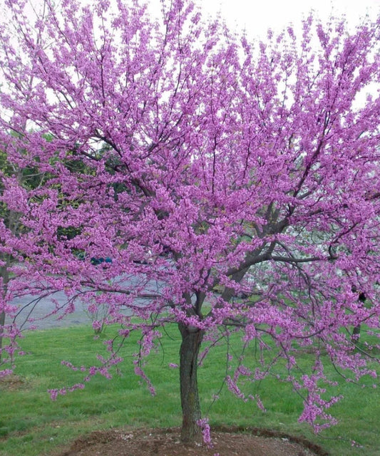 Eastern Redbud Tree - 6-12" Tall - Bare Root - Cercis Canadensis