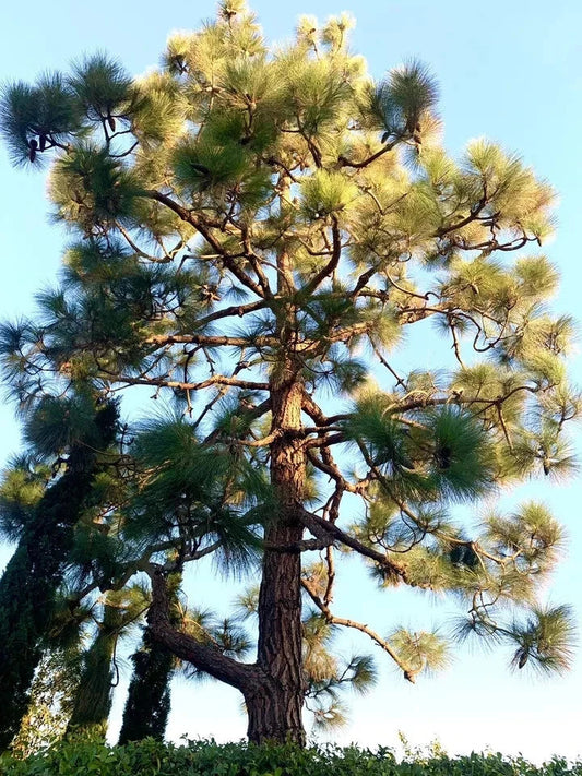 Canary Island Pine Seeds - 40 Count - Pinus Canariensis - 2024 Fresh USA Grown