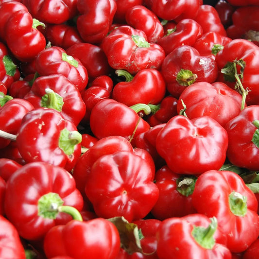 Sweet Pimento L Pepper Seeds 25+ MILD Bell Variety for Vegetable Garden - Capsicum annuum - FREE SHIPPING