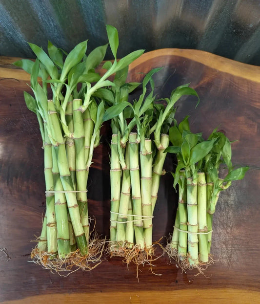 Lucky Bamboo Plants Set of 5/10 - 4" 6" 8" - Perfect Gift for Home Decor - Dracaena sanderiana