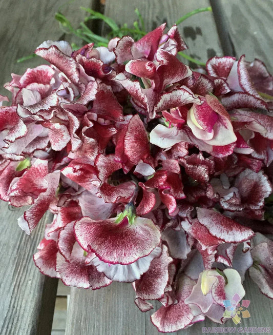 Wiltshire Ripple Sweet Pea Seeds - 50+ Pack - Lathyrus odoratus - Ideal for Garden Planting - USA - FREE SHIPPING