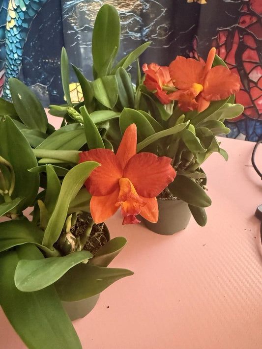 Cattleya Orchid Plant 3 Short Stem Bare Root with Buds - Cattleya spp.