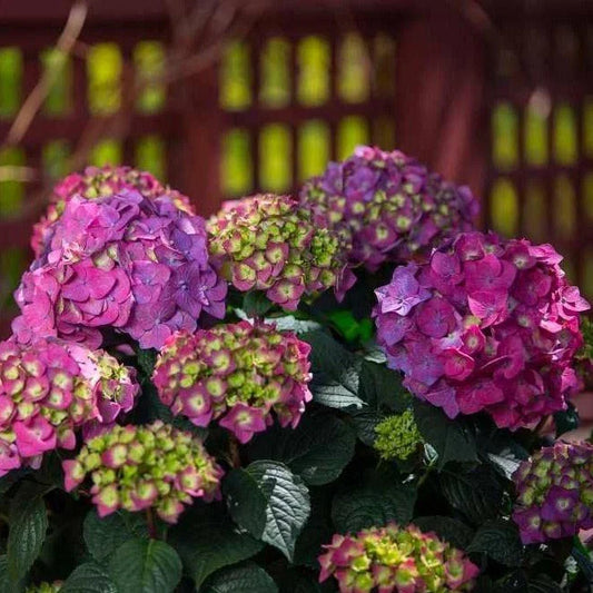 Hydrangea Starter Plants - 4 Rooted Plugs - Summer Crush Variety - Hydrangea macrophylla