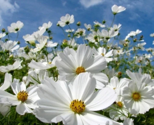 Cosmos Purity Flower - 30 Seeds, White Blooms, Easy to Grow - Cosmos bipinnatus
