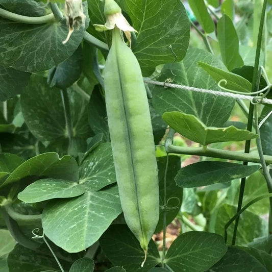 Early Frosty Pea Seeds 25 Ct Heirloom Non-GMO Green Pod Vegetable Garden Seeds (Pisum sativum) USA