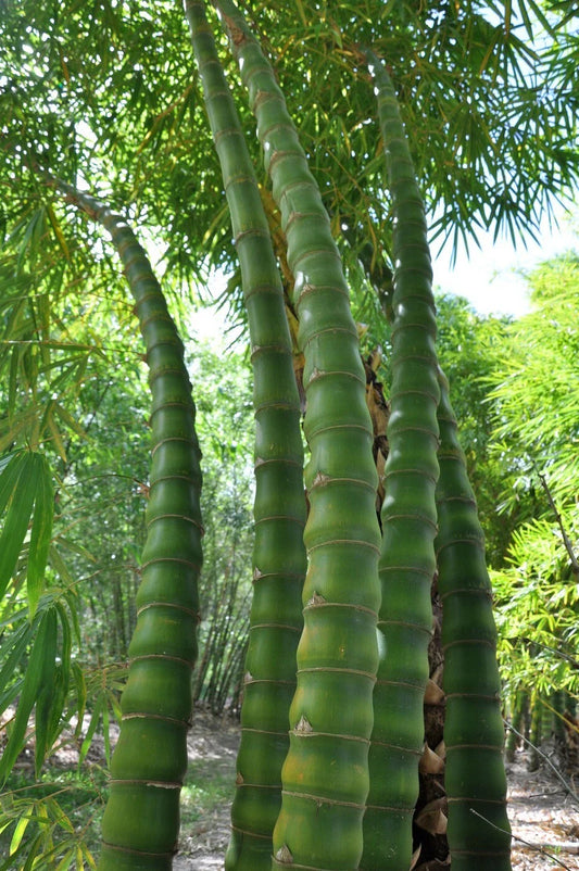 Buddha Belly Bamboo Seeds - 50 Pack - Clumping Privacy Plant for Garden - Shade Screen - Bambusa vulgaris 'Buddha Belly'