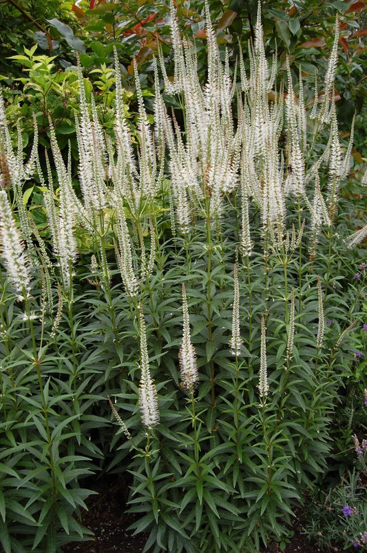 Culver's Root Live Starter Plant - Veronicastrum Virginicum - Perennial Flowering Plant - FREE SHIPPING