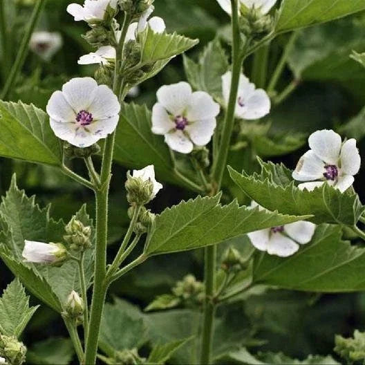 Marshmallow Seeds Non-GMO - Althaea Officinalis, Herbal Plant Seeds for Garden, Shipping with Tracking