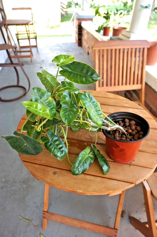 Philodendron Burle-Marxé Plant in 6” Planter, Large Size, Bare-Root Shipping, Tropical Houseplant