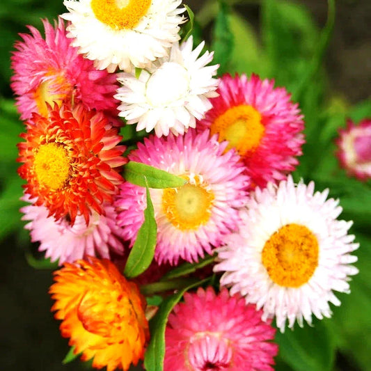 Strawflower Seeds - 50 Count Spring Mix Daisy Perennial, Rare Drought & Heat Tolerant, USA Grown