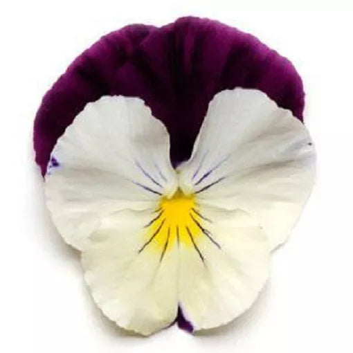 Pansy Seeds 15 Pack Cool Wave Violet Wing Trailing Pansy (Viola x wittrockiana) for Hanging Baskets