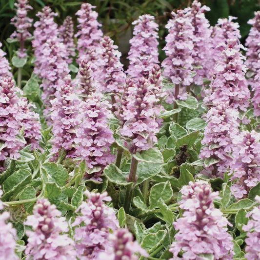 Ajuga Pink Lightning Live Plant - Variegated Ground Cover Hardy Perennial - Ajuga Reptans