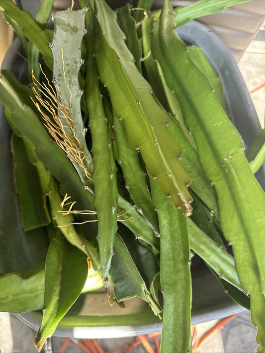 Dragon Fruit Cuttings 8-14 Inches - Hylocereus Undatus - Organic Plant Cuttings for Home Garden and Indoor Growing