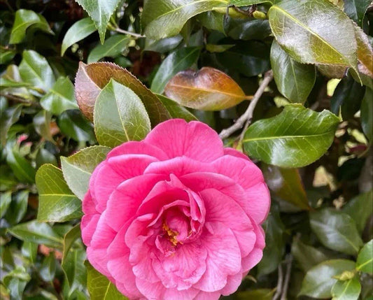 Pink Camellia Roots - 10 Pack - Camellia japonica - Perfect for Garden or Landscaping