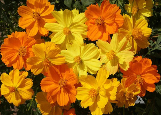 Cosmos Seeds - Sulphur Dwarf Mix - Orange Yellow Gold - Non-GMO - 200 Seeds - Attracts Butterflies & Bees