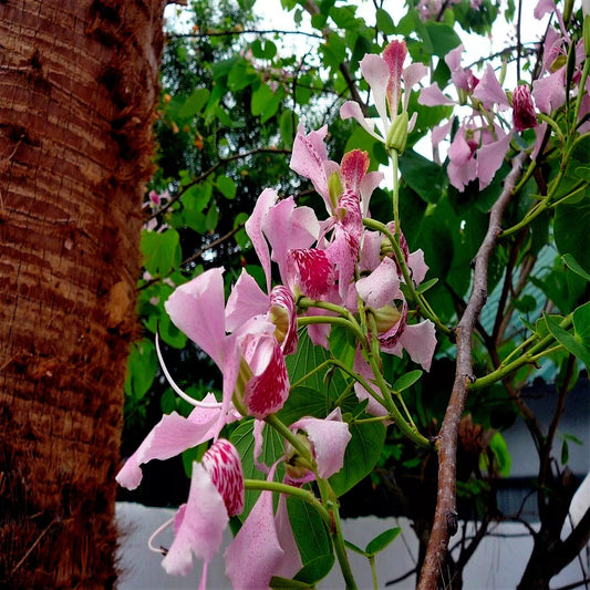 Pink Orchid Tree Seeds - Tropical Butterfly Flower - Bauhinia monandra - Rare, Exotic Plant Seeds for Gardeners