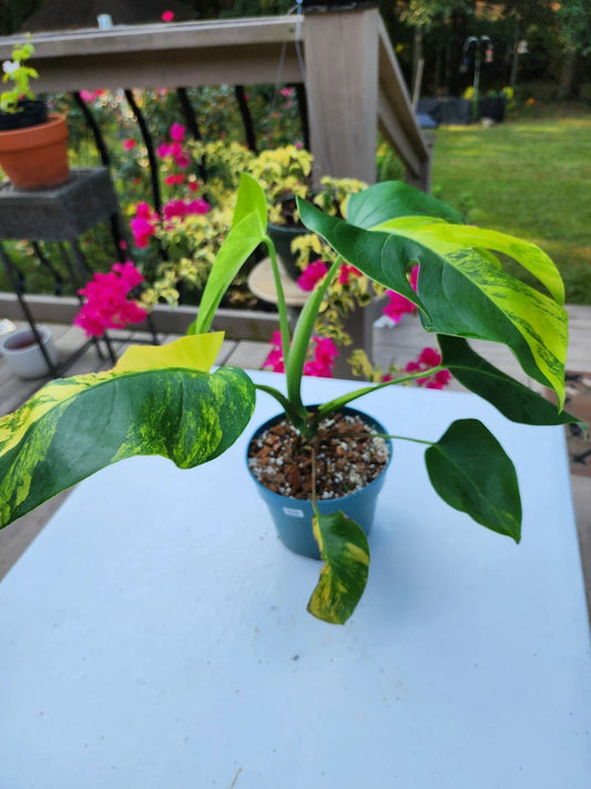 Monstera Aurea Plant in 6-Inch Pot, Well Rooted, Tropical Houseplant, Monstera Deliciosa Variegata