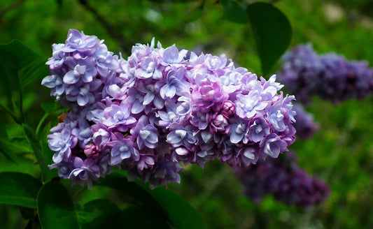 Live French Lilac Starter Plant - President Grevy Variety - Syringa vulgaris - Fragrant Purple Blooms