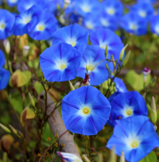 Morning Glory Seeds - Heavenly Blue Vine, AAS Winner, Heirloom, Non-GMO, 100 Seeds, Pollinator-Friendly