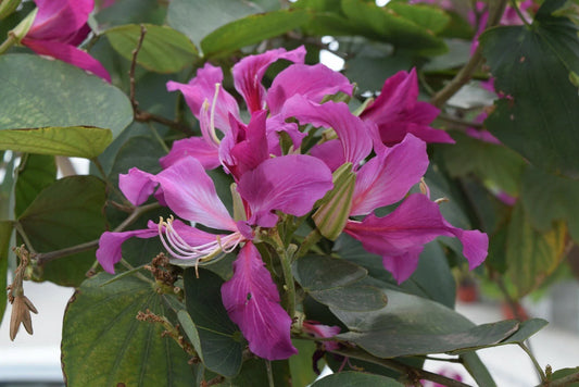 Purple Orchid Butterfly Tree Seeds, 10 Count, Bauhinia purpurea, Tropical Flowering Plant for Garden and Landscape