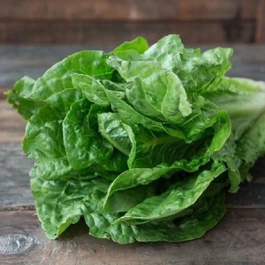 Parris Island Lettuce Seeds - 1500 Non-GMO Heirloom Seeds - Ideal for Home Gardening - Lactuca sativa