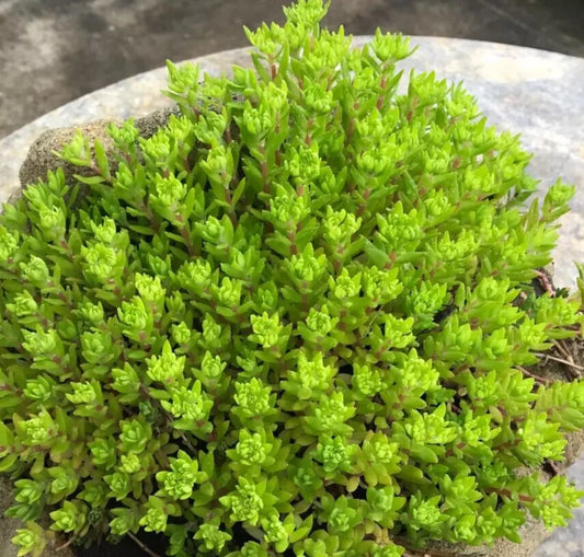 Cold Hardy Sedum Gold Carpet 30-Stem Live Plant, Stonecrop Ground Cover, Drought Tolerant, Bright Yellow Green, Sedum spp.