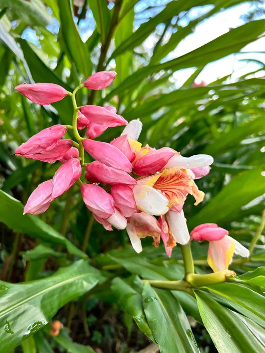 Pink Perfection Shell Ginger Rhizomes - 2 Pack, Alpinia hainanensis, Tropical Plant Roots, Free Shipping Available