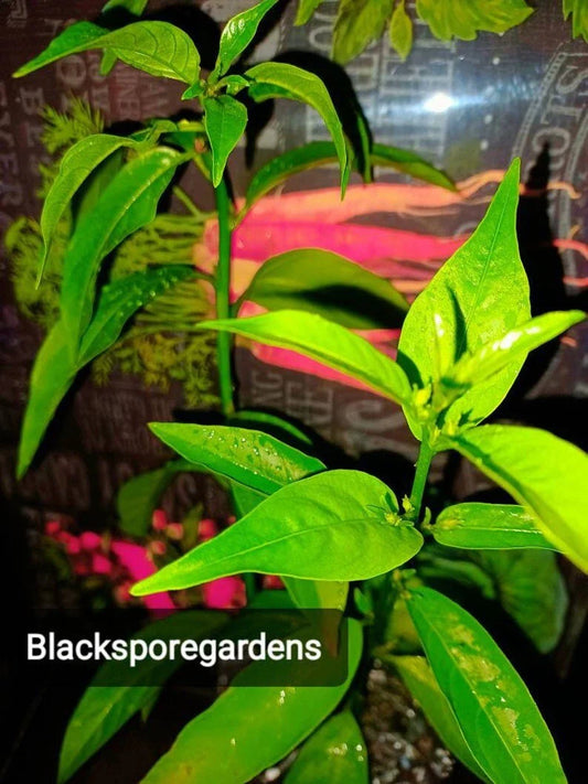Night Blooming Jasmine Live Plant 4-13 Inch Fully Rooted Container Grown (Cestrum nocturnum)