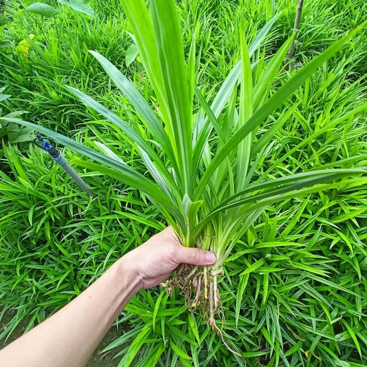 Pandan Leaf Live Plant Root - Pandanus amaryllifolius - Fresh Culinary Herb for Cooking and Aromatic Use