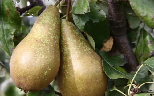 Conference Pear Seeds - 25+ Seeds for Garden Planting - Pyrus communis - USA Grown, Non-GMO, Free Shipping