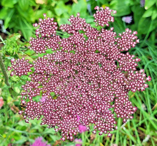 Purple and Pink Queen Anne's Lace Seeds - 100 Pack, Daucus Carota Purpura, Colorful Garden Flower Seeds