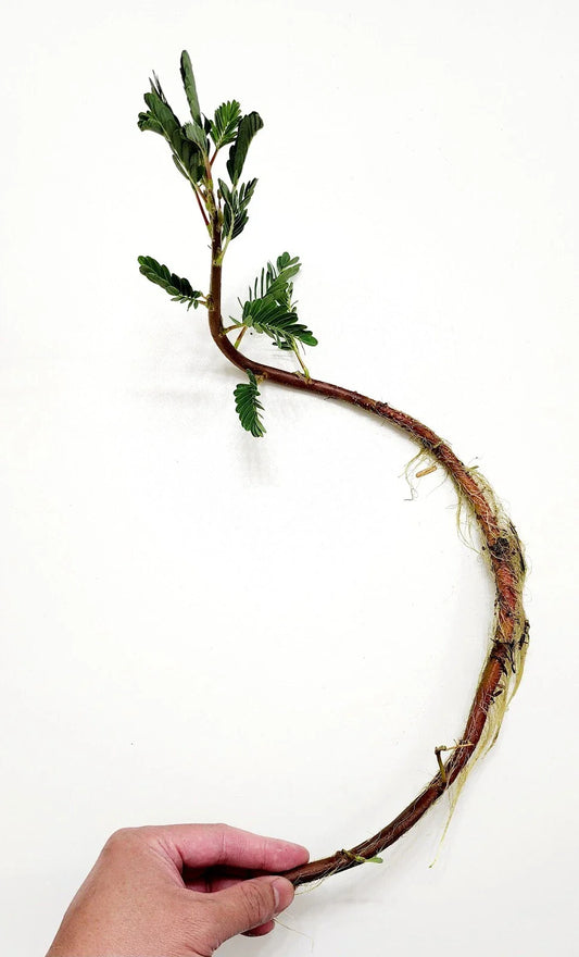 Botswana Wonder Sensitive Plant - Tropical Aquatic Pond Plant - Mimosa pudica - Buy 2 Get 1 FREE