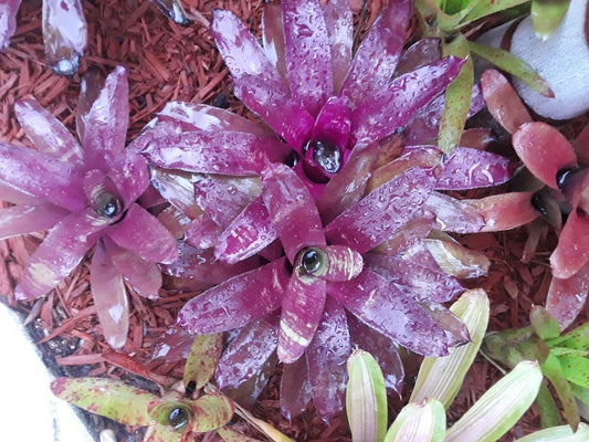 Neoregelia BOB WORK Bromeliad Plant - Medium Tropical Indoor Plant - Exotic Houseplant for Home Decor