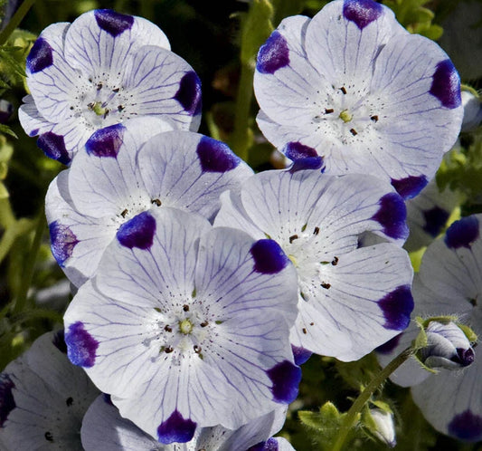 Nemophila Seeds 100 Ct - Five Spot Annual Wildflower - Free Shipping - USA Native Flower Seeds