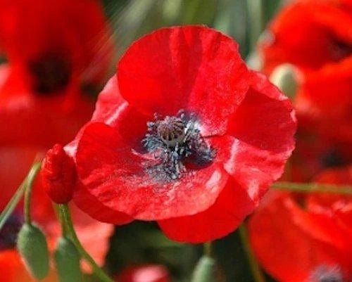 5000 Red Corn Poppy Seeds - Papaver rhoeas - Non-GMO Flower Seeds for Garden Planting, Bulk Quantity, Free Shipping