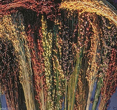 Broom Corn Seeds 100 Seeds Mixed Color Variety Sorghum Vulgar Gold Red Brown