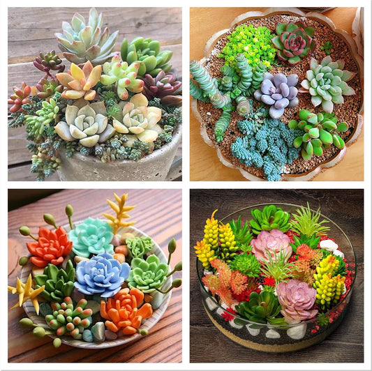 100pcs Mix Rare Succulent Seeds for Planting, DIY Bonsai, Ornamental Plants, Succulent Seed Variety