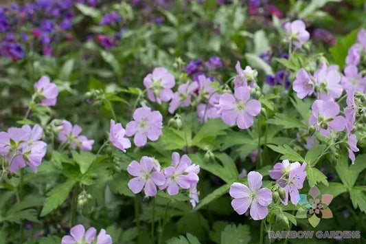 25+ Joan Baker Geranium Seeds for Garden Planting - Pelargonium x hortorum - USA Grown - Free Shipping
