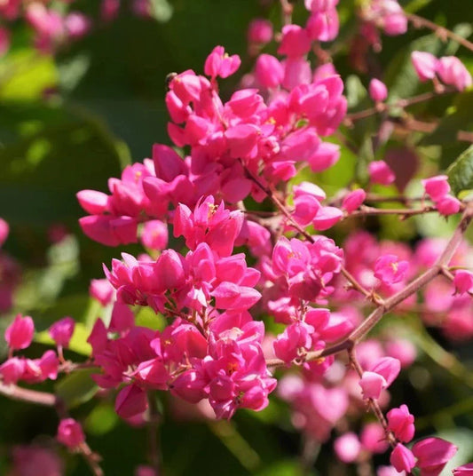Pack of 2 Live Mexican Creeper Plants - Climbing Pink Blooms - 4-6 Inches Tall - Antigonon Leptopus