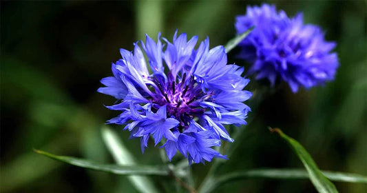 Tall Blue Cornflower Seeds, Bachelor Button, Wildflower Variety, Centaurea cyanus, FREE SHIPPING