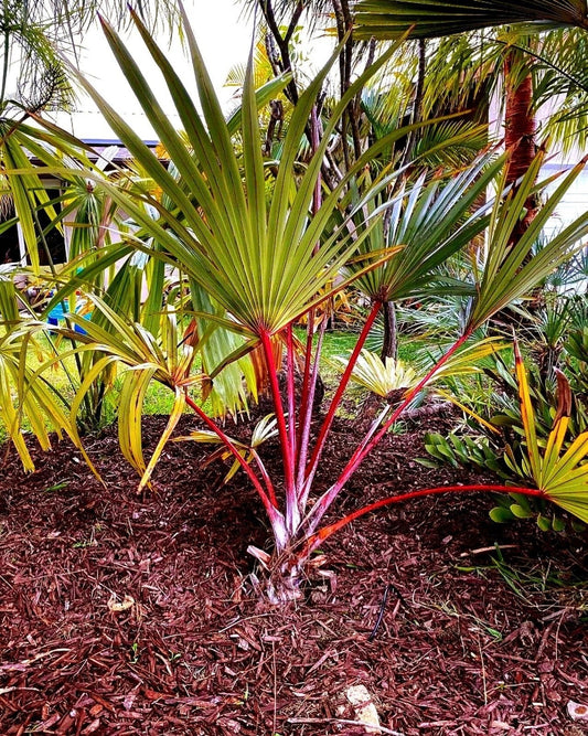 Large Red Latin Palm Seedling, 3 Gal, Fully Rooted, Rare, Latania lontaroides